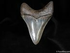 Super Collector Grade Megalodon Tooth Inches #79-2